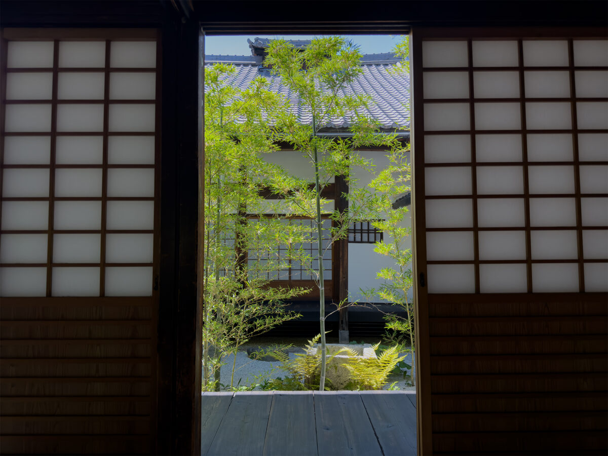 西来院青もみじ260519-1